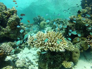 Petits poisson dans les coraux aux Maldives."fihalhohi 2013"