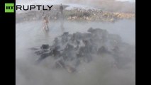 Cientos de búfalos disfrutan de aguas termales