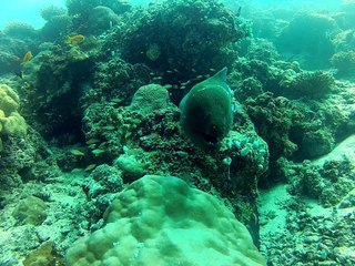 Face a une murène verte."fihalhohi 2013"