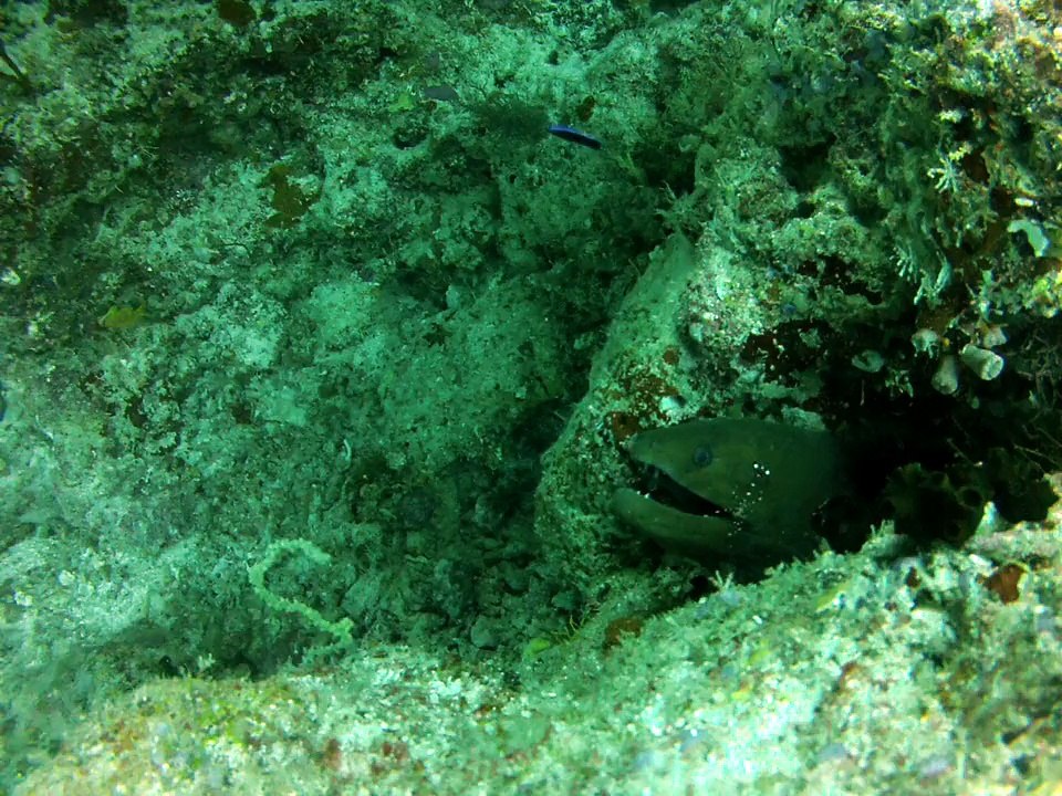 Murène et crevettes."fihalhohi 2013"