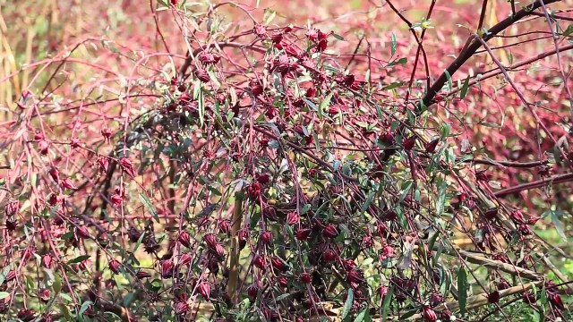 Ellos solo querían una vida mejor
