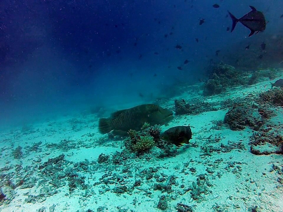 Poisson napoleon qui s'attaque à du corail."fihalhohi 2013"