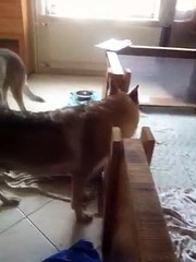 Découverte des chiots pour la grand mère de la meute. Elevage de la Terre d'Argent.