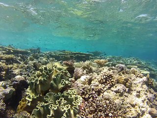 Récif de coraux. "fihalhohi 2013"