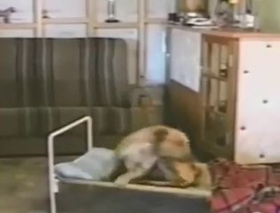 Köpekteki keyfe bak yatağa uzandı yorganını çekip bir güzel yattı