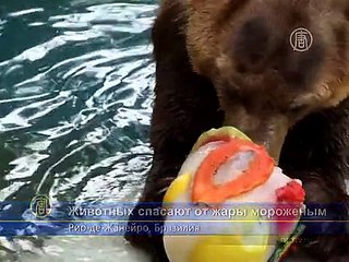 Питомцев зоопарка спасают от жары ледяным десертом