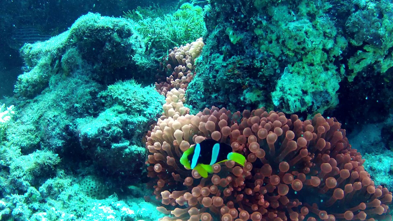 Poisson clown dans une anémone rouge. "fihalhohi 2013"