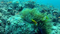 Poissons clown dans une anémone bleu. 