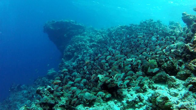 Gros banc de poissons. fihalhohi 2013