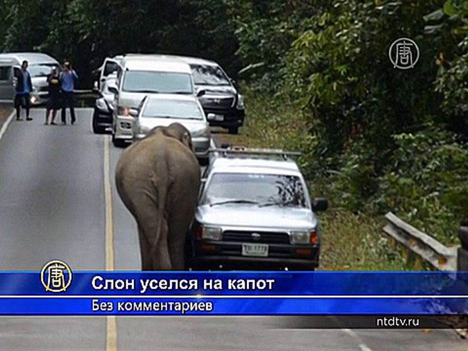 Дикий слон в Таиланде уселся на капот авто