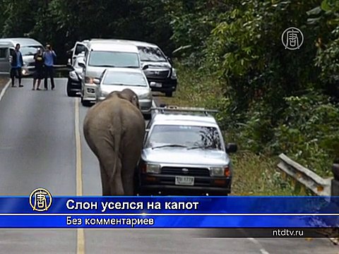 Дикий слон в Таиланде уселся на капот авто