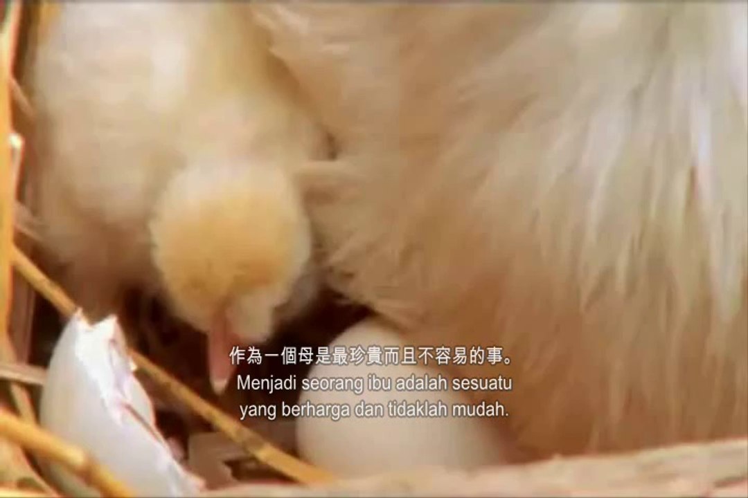 chicken life