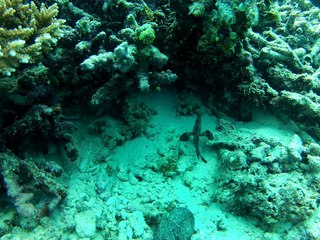 Poisson feuille "fihalhohi 2013"