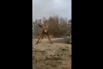 Un renard retrouvé congelé après une tempête de neige