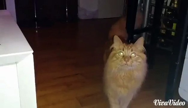Chat Flèche ramène sa balle comme un chien !