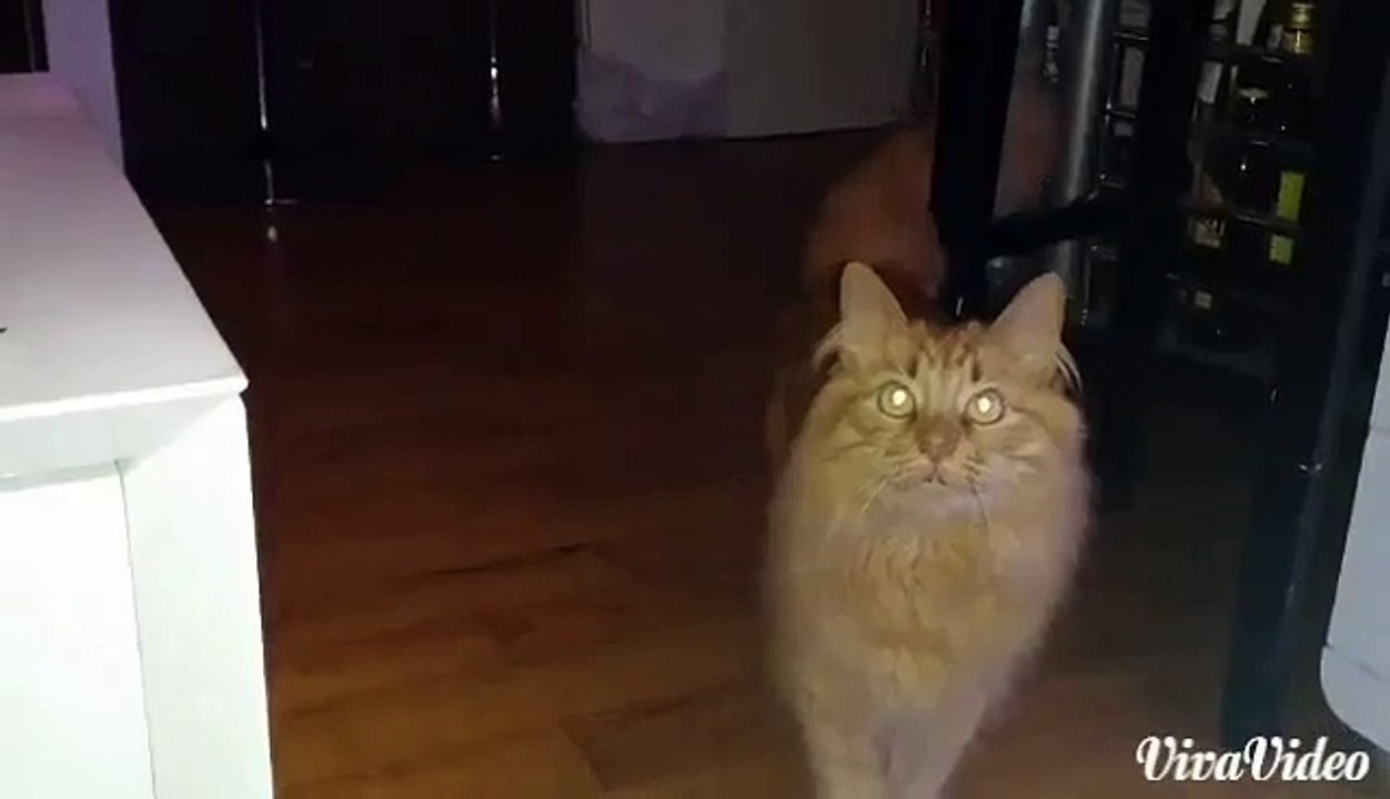 Chat Flèche ramène sa balle comme un chien !