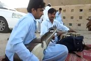 qarara rasha by ismail  sahil frnd qatar