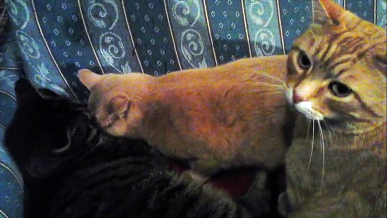 Lovable cats can't stop kissing each other