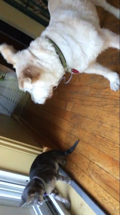 Kitten hunting lizard interrupted by playful dog