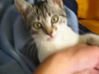 chat joueur : ma grisouille