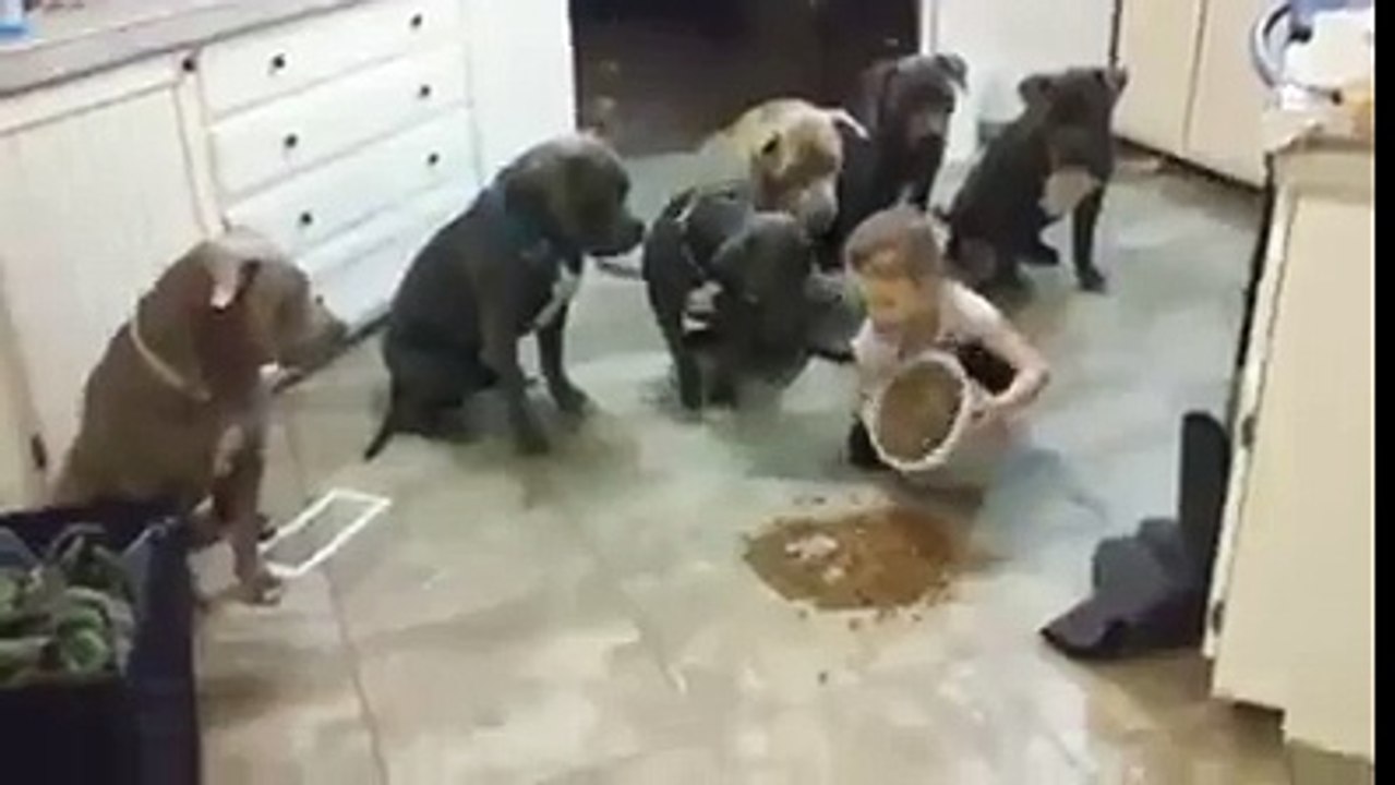 Funny Videos