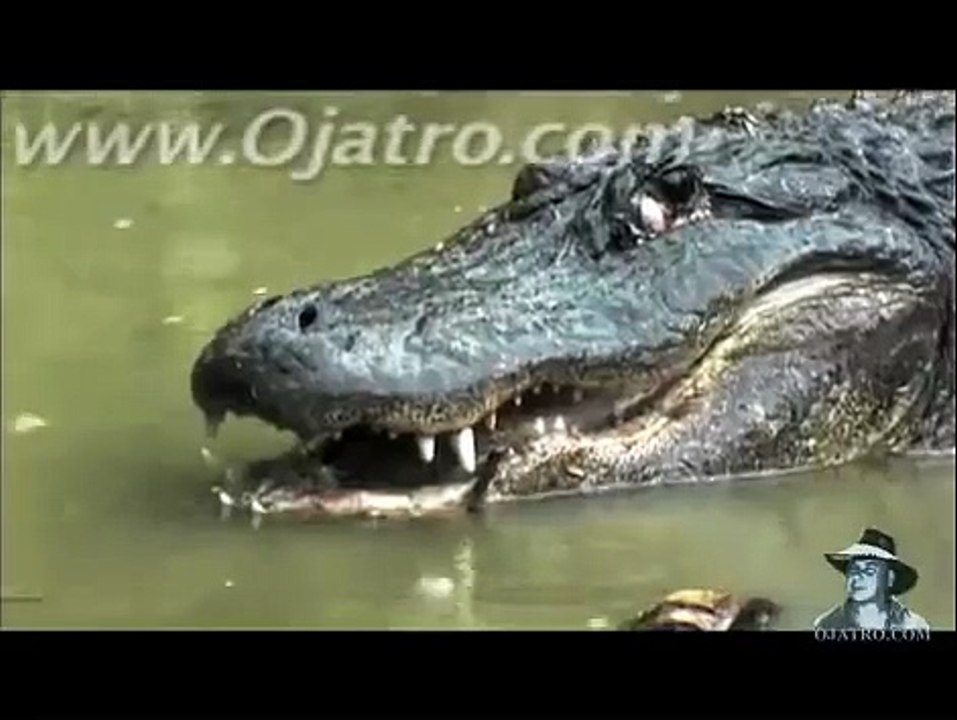 Python-vs-Alligator Real-Fight----Python-attacks-Alligator