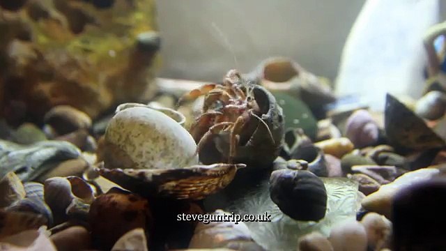 Un bernard l'hermite déménage et change de coquille