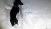 You won't believe how this little dog handles the snow!