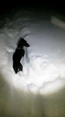 You won't believe how this little dog handles the snow!
