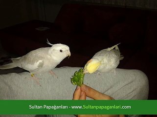 Papağanlar Evde Kaç Yıl Yaşar