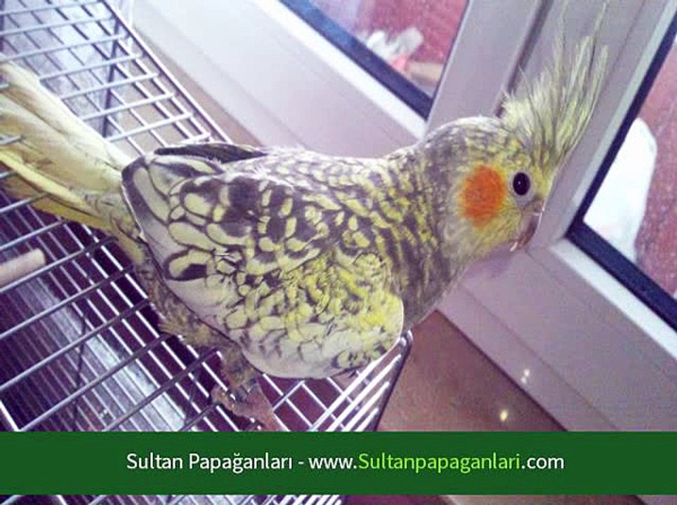 sultan papagani fiyatlari izmir dailymotion video