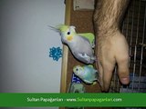 Sultan Papağanı Konuşturma Eğitimi