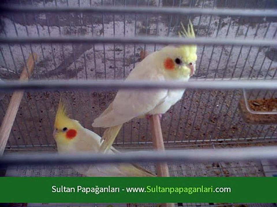 Sultan Papağanı Nasıl Bakılır