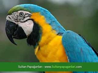 Sultan Papağanlar Hakkında Bilgi