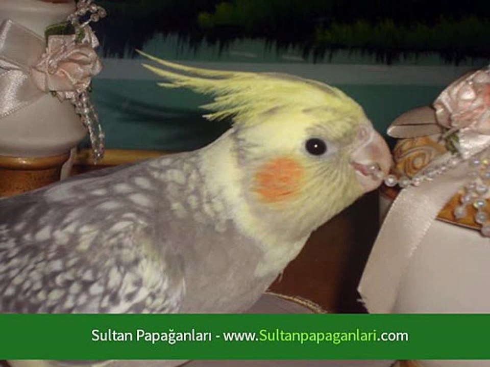 Dışı Sultan Papağanı Sesi Dinle - Dailymotion Video