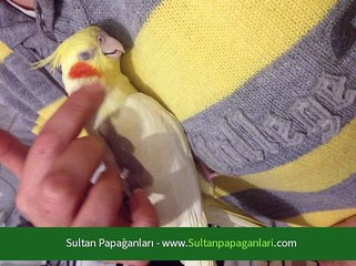 Papağanlar Cinsiyet Belirleme