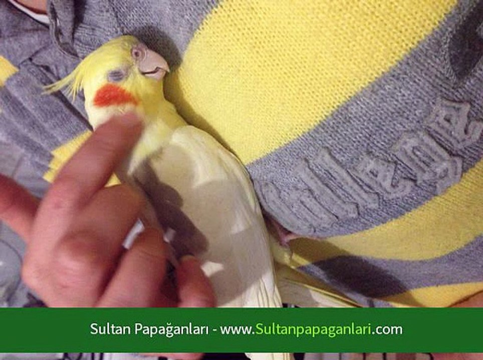 Papağanlar Cinsiyet Belirleme