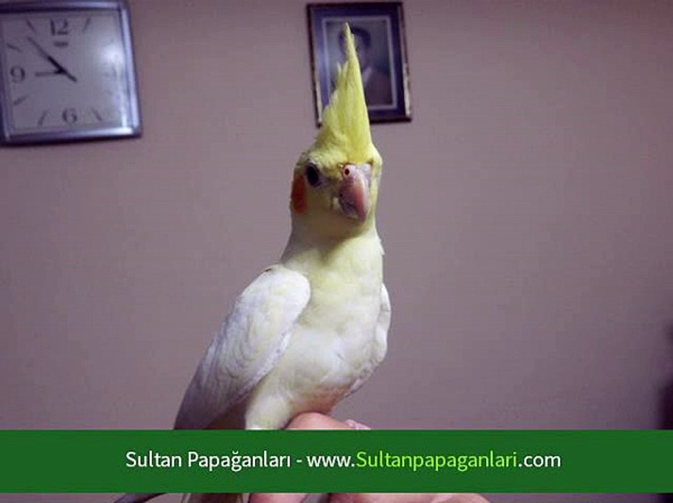 Erkek Sultan Papağanı Ne Zaman Çiftleşir Dailymotion Video