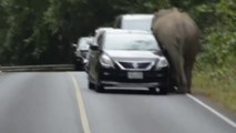 Un éléphant sauvage détruit des voitures en Thaïlande