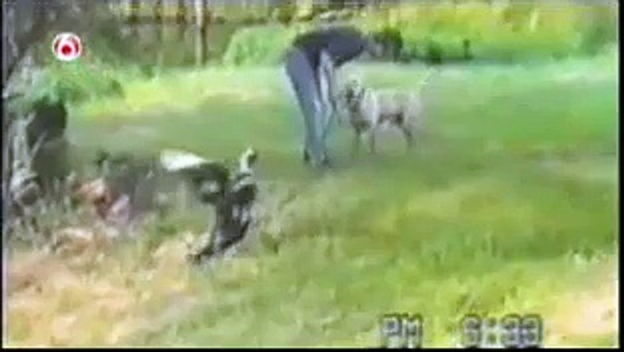 ANIMALS ONLY SPECIAL Funniest Home Videos part 229