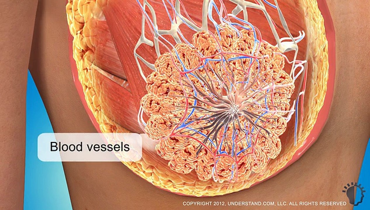 3D Plastic Surgery Animations - Setty Plastics
