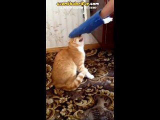 Sahibinin Anca Eldivenle Sevebildiği Kedi