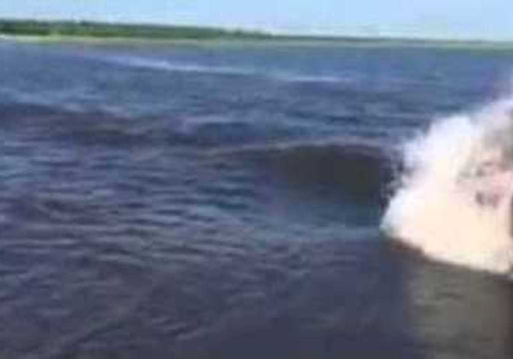 Huge Hippo Chases Safari Speedboat in Botswana