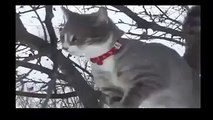 Funny Videos Fail Compilation, Funny Pranks and Funny Cats Videos