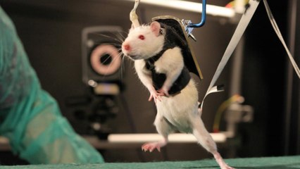 A New Prosthetic Could Be The Cure To Paralysis