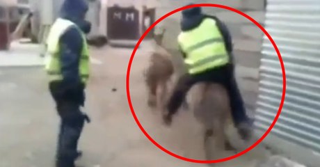 Donkey Kidnaps Russian Cop