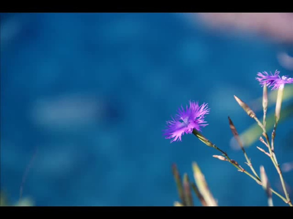 「あさがお」　あさみちゆき