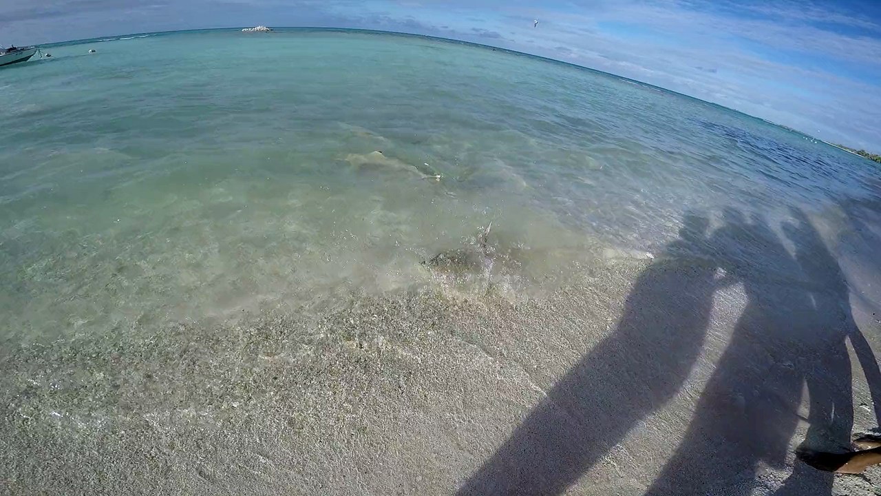 repas pointes noires et raie