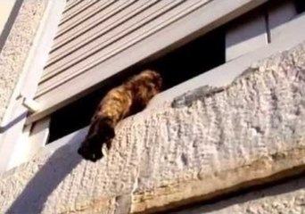 Cat Plays a Cute Game of Tag