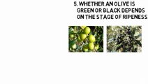 Ten Weird Facts About Olive Trees